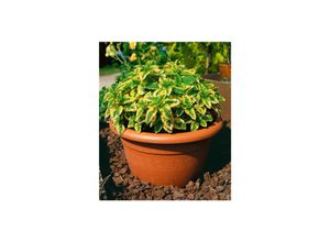 4063654304111 - Melissa officinalis Aureovariegata Zitronenmelisse buntlaubig ca 9x9 cm Topf