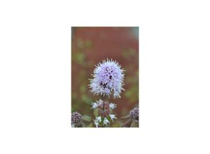 4063654304166 - Mentha aquatica Wasserminze ca 9x9 cm Topf aromatisch