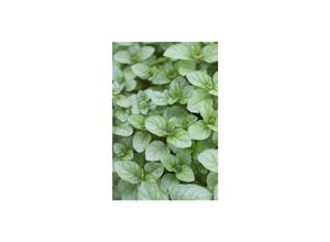 4063654304210 - Mentha x piperita var citrata Zitronenminze aromatisch ca 9x9 cm Topf