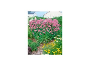 4063654304913 - Monarda fistulosa Marshalls Delight Indianernessel rosa ca 9x9 cm Topf 4063654304913 - Monarda fistulosa Marshalls Delight Indianernessel rosa ca 9x9 cm Topf