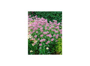 4063654304999 - Monarda fistulosa var menthifolia Indianernessel ca 9x9 cm Topf 4063654304999 - Monarda fistulosa var menthifolia Indianernessel ca 9x9 cm Topf