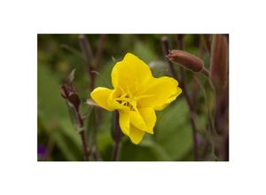 4063654305583 - Oenothera odorata Nachtkerze duftend ca 9x9 cm Topf