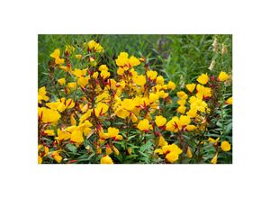 4063654305651 - Oenothera tetragona Sonnenwende Nachtkerze gelb ca 9x9 cm Topf 4063654305651 - Oenothera tetragona Sonnenwende Nachtkerze gelb ca 9x9 cm Topf