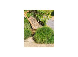 4063654305736 - Ophiopogon japonicus Schlangenbart immergrün ca 9x9 cm Topf