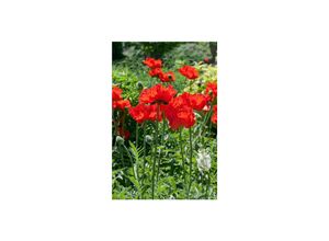4063654306689 - Papaver orientale Rembrandt Türkischer Mohn rot ca 9x9 cm Topf