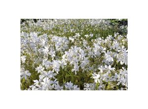 4063654307259 - Phlox divaricata White Perfume Duft-Phlox weiß ca 9x9 cm Topf