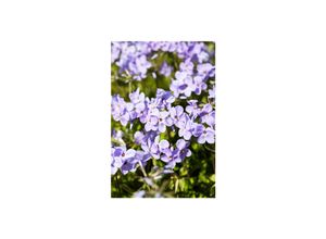 4063654307716 - Phlox stolonifera Blue Ridge Teppich-Phlox blau ca 9x9 cm Topf