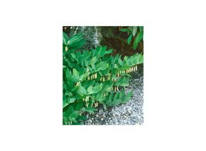 4063654308478 - Polygonatum verticillatum Quirlblättrige Weißwurz ca 9x9 cm Topf