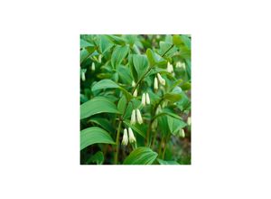 4063654308485 - Polygonatum x hybridum Weihenstephan Salomonssiegel ca 9x9 cm Topf