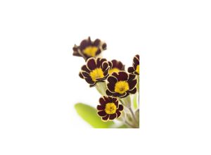 4063654308904 - Primula elatior Gold Lace Schlüsselblume gelb-schwarz ca 9x9 cm Topf