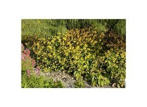 4063654309857 - Rudbeckia triloba Dreilappiger Sonnenhut gelb ca 9x9 cm Topf 4063654309857 - Rudbeckia triloba Dreilappiger Sonnenhut gelb ca 9x9 cm Topf