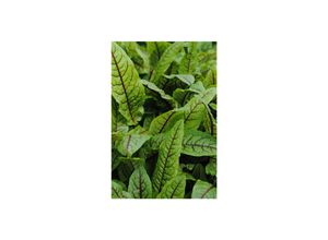 4063654309901 - Rumex sanguineus var sanguineus Blutampfer ca 9x9 cm Topf 4063654309901 - Rumex sanguineus var sanguineus Blutampfer ca 9x9 cm Topf