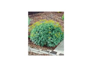 4063654309932 - Ruta graveolens Jackmans Blue Weinraute blaugrün ca 9x9 cm Topf 4063654309932 - Ruta graveolens Jackmans Blue Weinraute blaugrün ca 9x9 cm Topf