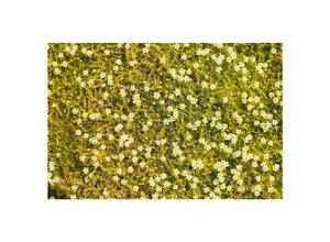 4063654309949 - Sagina subulata Aurea Moos-Steinbrech goldgrün ca 9x9 cm Topf