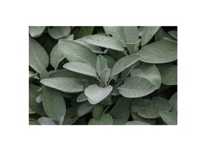 4063654310242 - Salvia officinalis Würzburg Echter Salbei aromatisch ca 9x9 cm Topf