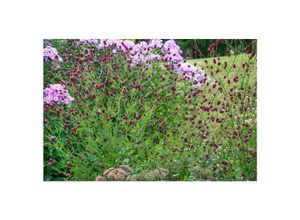 4063654310372 - Sanguisorba officinalis Pink Tanna Wiesenknopf rosa ca 9x9 cm Topf