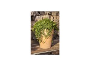 4063654310532 - Satureja montana ssp montana Bergbohnenkraut ca 9x9 cm Topf