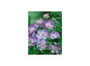 4063654310822 - Scabiosa caucasica Perfecta Skabiose hellblau ca 9x9 cm Topf