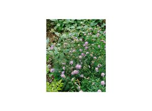 4063654310877 - Scabiosa columbaria Nana Taubenskabiose blau ca 9x9 cm Topf