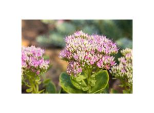 4063654311331 - Sedum spectabile Carmen Fetthenne rosa Blüten ca 9x9 cm Topf