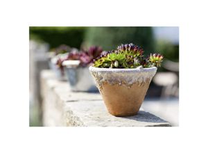 4063654311683 - Sempervivum calcareum Mrs Giuseppi Hauswurz ca 9x9 cm Topf 4063654311683 - Sempervivum calcareum Mrs Giuseppi Hauswurz ca 9x9 cm Topf
