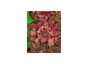 4063654311706 - Sempervivum marmoreum Pilatus Hauswurz ca 9x9 cm Topf
