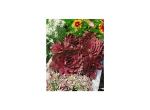 4063654311751 - Sempervivum tectorum Othello Hauswurz ca 9x9 cm Topf