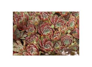 4063654311881 - Sempervivum x cultTedderheid Hauswurz ca 9x9 cm Topf