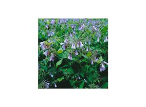 4063654312611 - Symphytum grandiflorum Blaue Glocken Beinwell blau ca 9x9 cm Topf