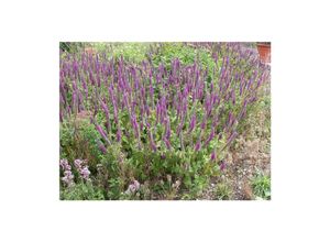 4063654312789 - Teucrium hyrcanicum Gamander ca 9x9 cm Topf aromatisch