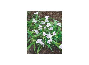 4063654313458 - Tradescantia x andersoniana Osprey weiß ca 9x9 cm Topf