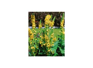 4063654313908 - Verbascum chaixii Sixteen Candles Königskerze gelb ca 9x9 cm Topf