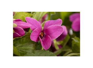 4063654314769 - Viola odorata Red Charm Duftveilchen rot ca 9x9 cm Topf