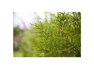 4063654315193 - Thuja occidentalis Brabant Lebensbaum immergrün 100–125 cm
