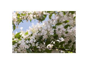 4063654316565 - Kolkwitzia amabilis Kolkwitzie rosa Blüten 60–100 cm