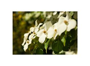 4063654318743 - Cornus kousa chinensis Chinesischer Blumen-Hartriegel 40–60 cm