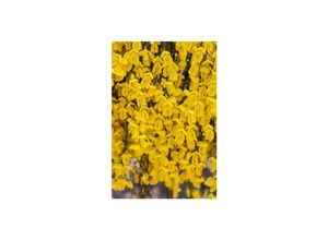 4063654319177 - Cytisus scoparius Golden Sunlight Besenginster gelb 30–40 cm