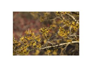 4063654319566 - Hamamelis intermedia Westerstede Zaubernuss gelb 40–60 cm