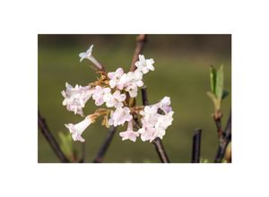 4063654321170 - Viburnum bodnantense Charles Lamont Duftschneeball rosa 40–60 cm