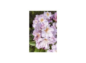 4063654327653 - Rhododendron Hybr Janet Blair rosa Blüten 30–40 cm
