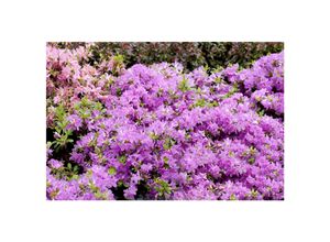 4063654328643 - Rhododendron obt Diamant Enzianblau enzianblau 15–20 cm 4063654328643 - Rhododendron obt Diamant Enzianblau enzianblau 15–20 cm