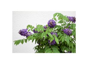 4063654331193 - Wisteria sinensis Longwood Purple Chinesischer Blauregen 40–60 cm