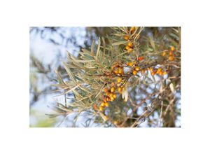 4063654332923 - Hippophae rhamnoides Hergo Sanddorn 40–60 cm vitaminreich