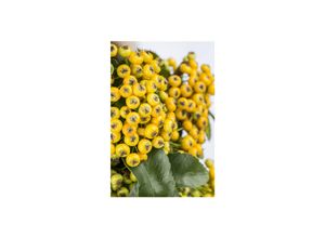 4063654334118 - Pyracantha Soleil dOr Feuerdorn gelb 100–125 cm 4063654334118 - Pyracantha Soleil dOr Feuerdorn gelb 100–125 cm