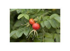 4063654334200 - Rosa rugosa Apfelrose pink 30–40 cm
