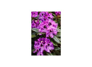 4063654342595 - Rhododendron Hybr Blaue Jungs Rhododendron blau 30–40 cm