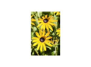 4063654348245 - Rudbeckia fulgida Goldsturm Sonnenhut gelb ca 9x9 cm Topf