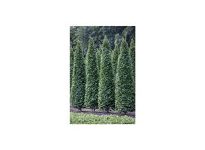 4063654806073 - Carpinus betulus Fastigiata Hainbuche säulenförmig 150–175 cm 4063654806073 - Carpinus betulus Fastigiata Hainbuche säulenförmig 150–175 cm