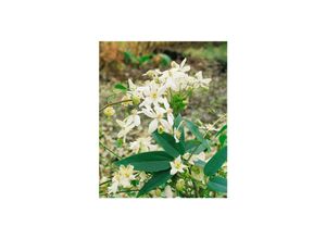 4063654806455 - Clematis armandii Snowdrift immergrün weiße Blüten 100–150 cm