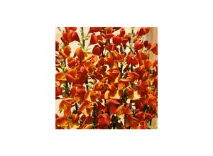 4063654811978 - Cytisus scoparius Lena Besenginster zweifarbig 60–80 cm